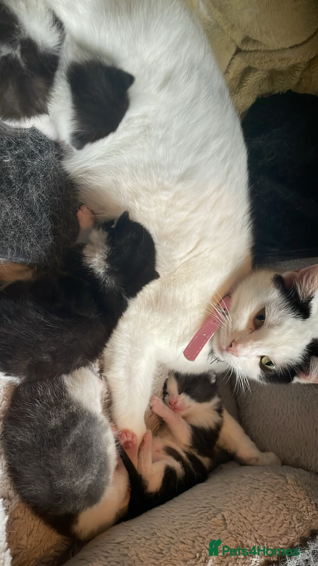 Mixed Breed cats for sale: 4 kittens for sale  in Alfreton - Advert 1