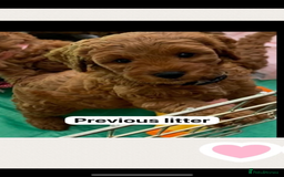 Cavapoo dogs for sale: Cavapoo waiting list  - Image 8