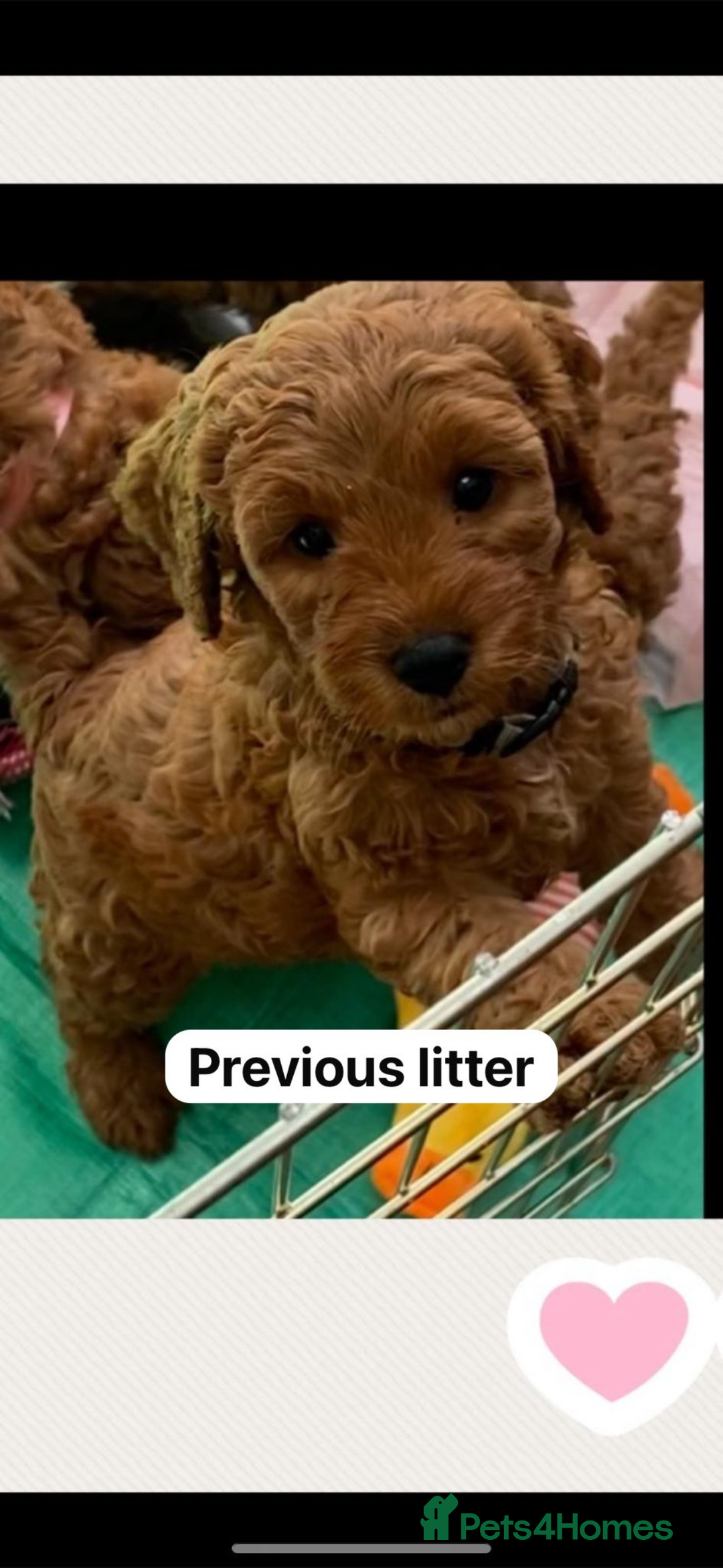 Cavapoo dogs for sale: Cavapoo waiting list  - Image 8