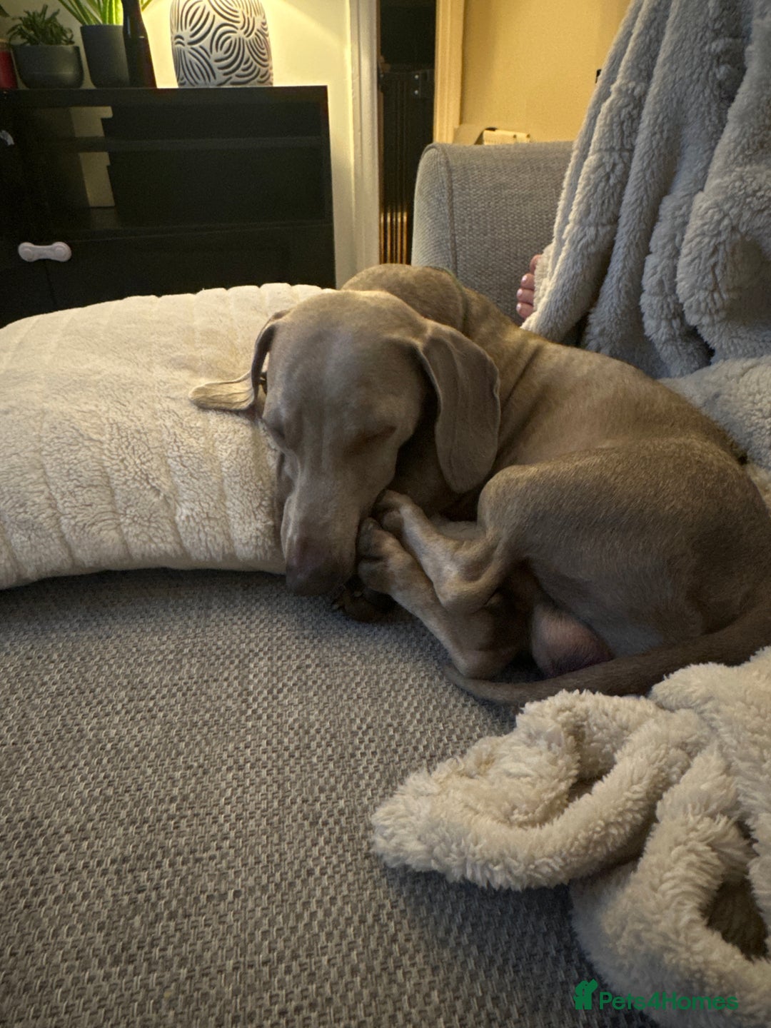 Dachshund dogs for sale: Dachshund  - Image 6