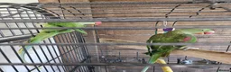 Parrots birds for sale: Pair of Alexandrine parrots for sale - Advert 4