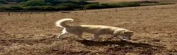 Siberian Husky dogs for sale: Farley - Advert 5