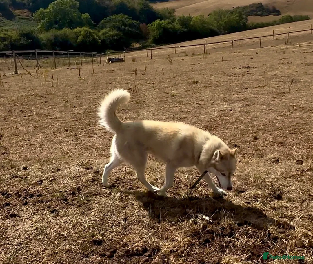 Siberian Husky dogs for sale: Farley - Advert 5
