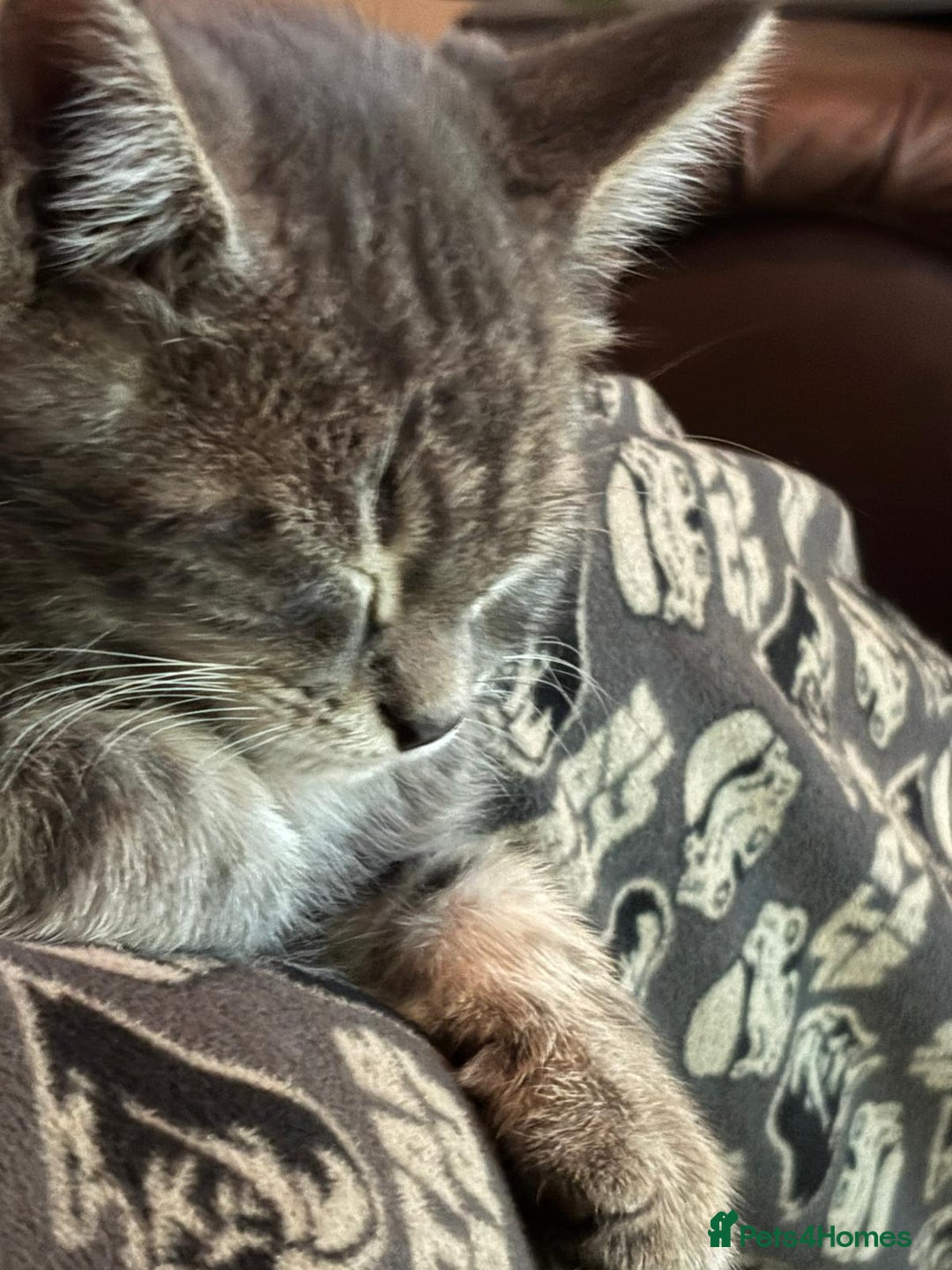 Maine Coon cats for sale: Blue Maine Coon kitten - Image 4