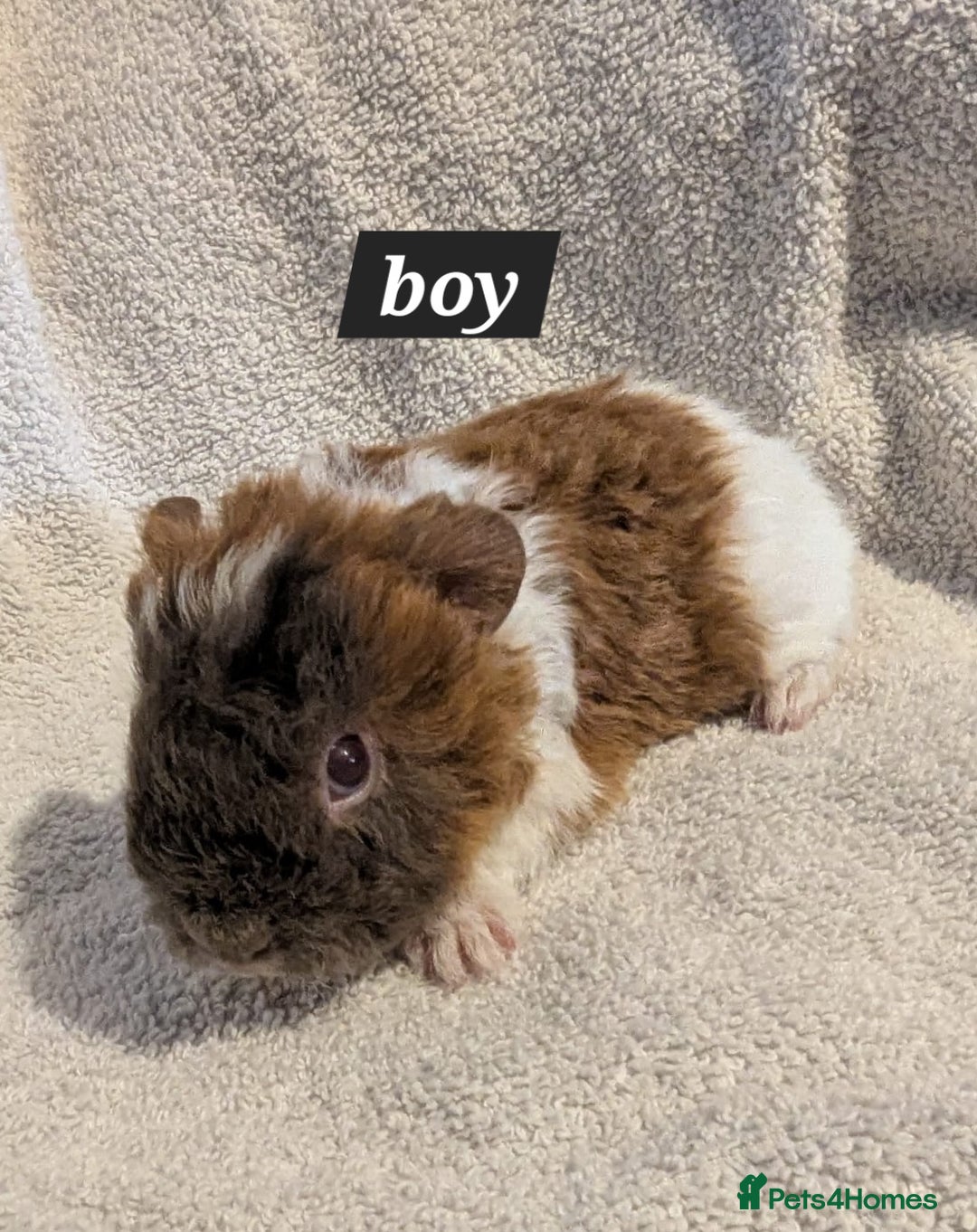 Guinea Pig rodents for sale: Baby sheltie and texel guineapigs  - Advert 15