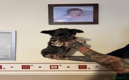 French Bulldog dogs for sale: French bulldog pups reduced what’s left now  - Image 8