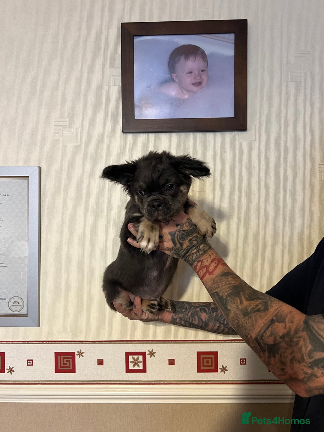 French Bulldog dogs for sale: French bulldog pups reduced what’s left now  - Image 8