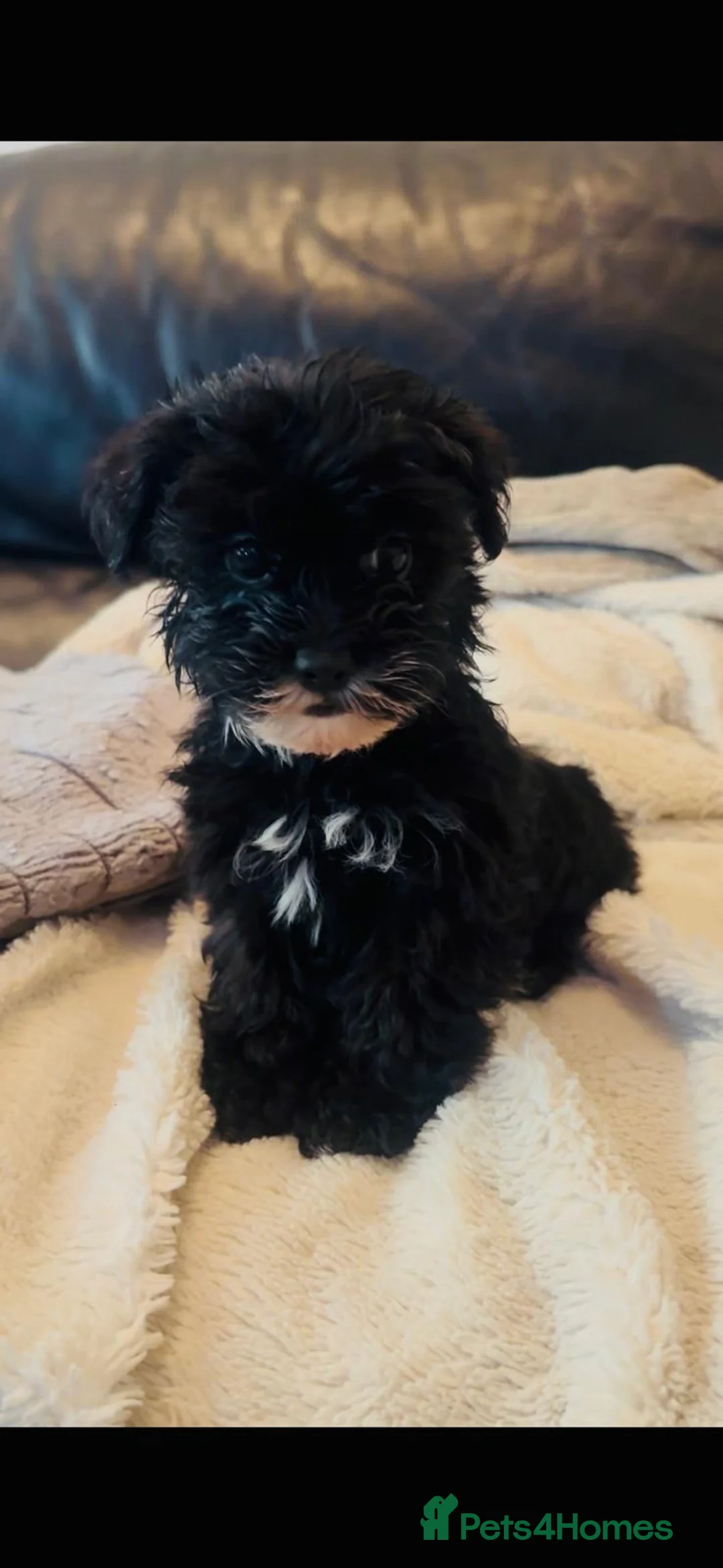 Yorkiepoo dogs for sale: YorkiePoo Puppies, READY NOW - Advert 1