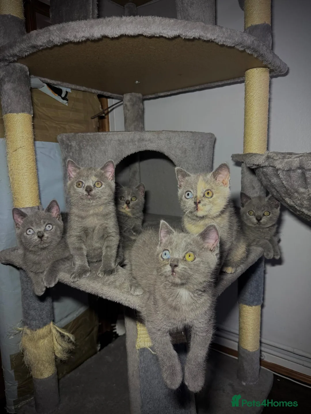 British Shorthair cats for sale: Gorgeous British Shorthair  - Advert 2