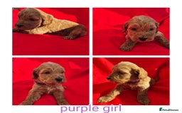Cockapoo dogs for sale: cockerpoo puppies  - Image 2