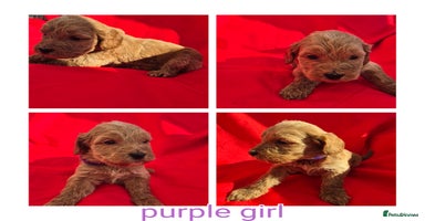 Cockapoo dogs - Advert 6