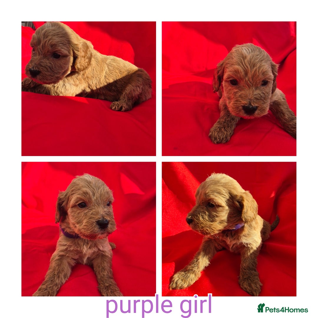 Cockapoo dogs for sale: cockerpoo puppies  - Image 2