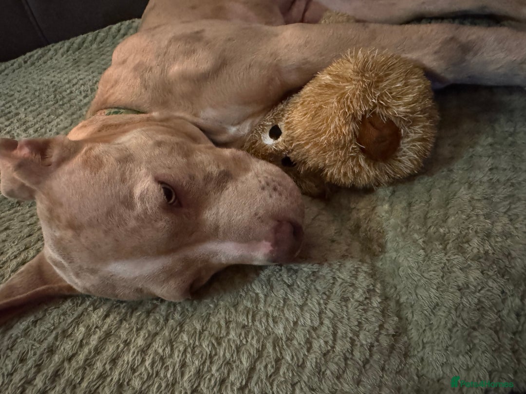 Mixed Breed dogs for sale: Sandy - Advert 6