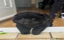 Chow Chow dogs for sale: Black chow chow carrying chocolate  - Image 10