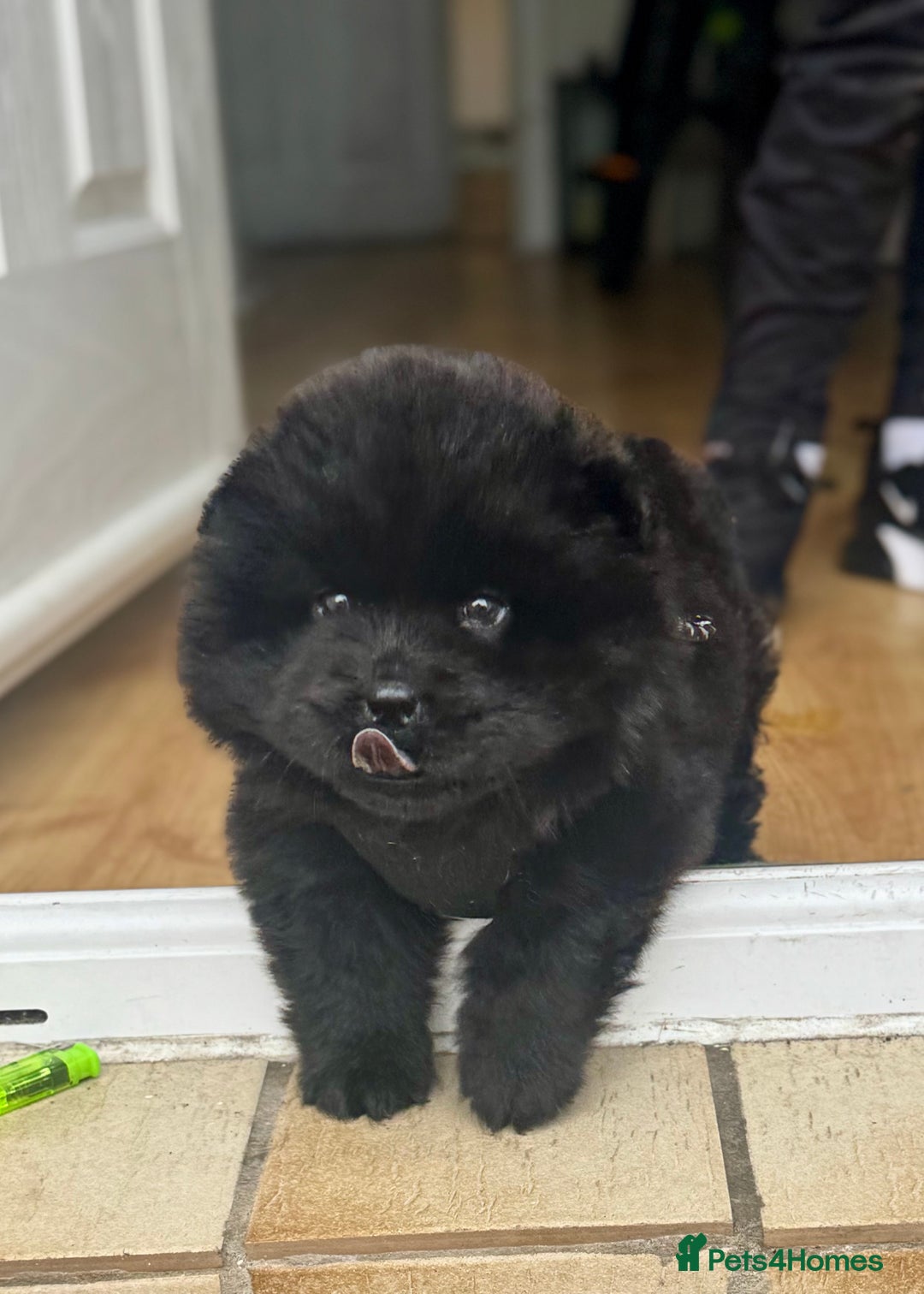 Chow Chow dogs for sale: Black chow chow carrying chocolate  - Image 10