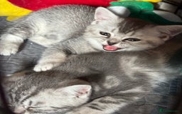 British Shorthair cats for sale: Beautiful silver black tipped girl 💕 - Image 15