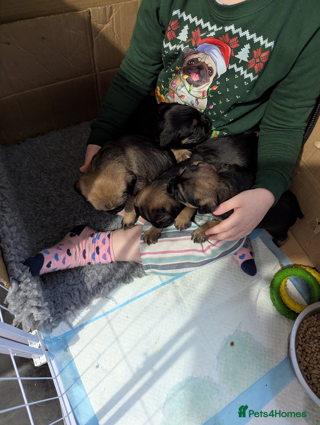 Border Terrier dogs for sale: KC Reg Border Terrier pups - Advert 6
