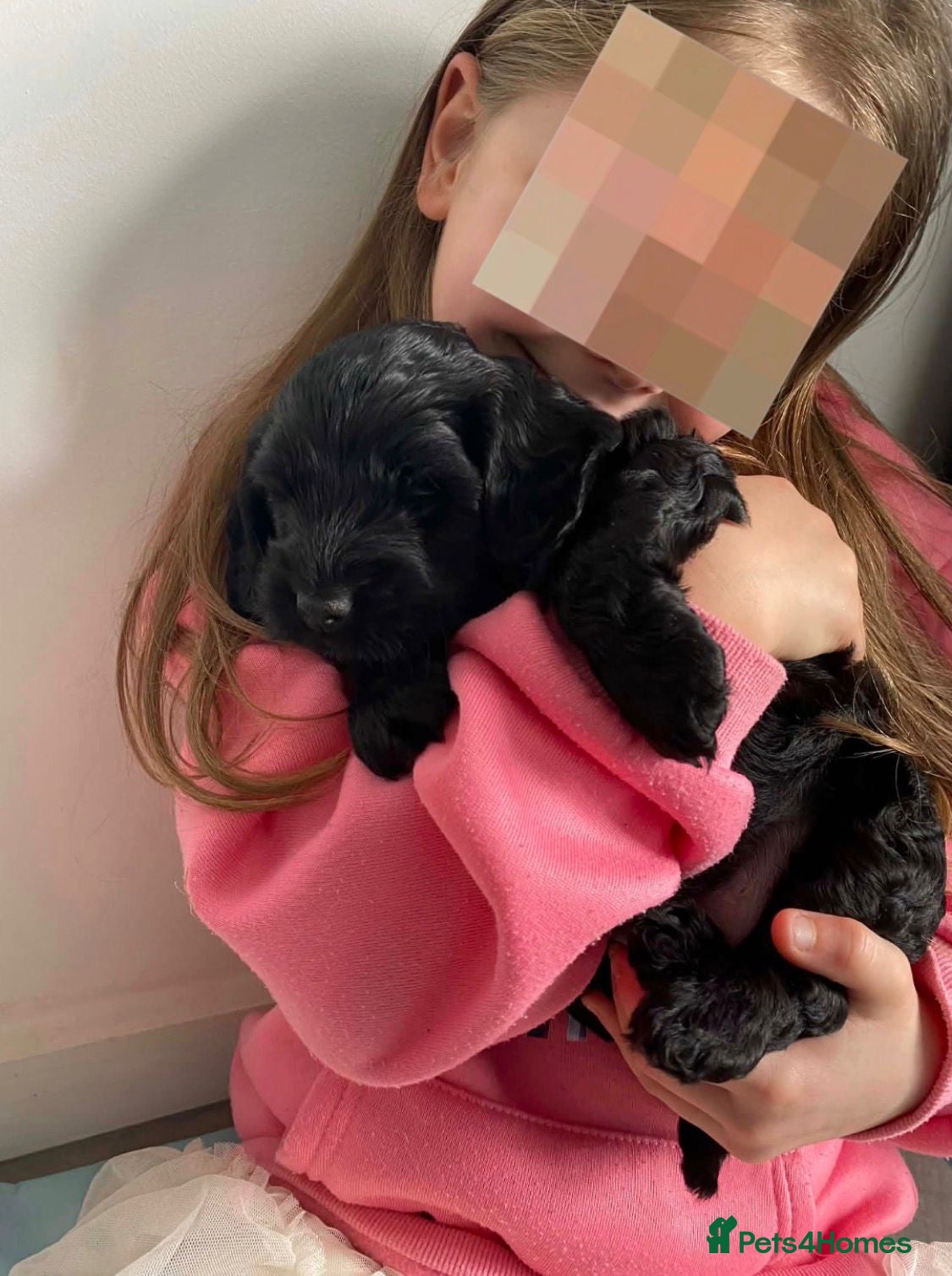 Cockapoo dogs F1 cockapoos  - Advert 9