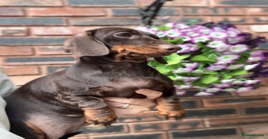 Miniature Dachshund dogs in Stafford - Advert 4