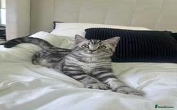 British Shorthair cats for sale: Gorgeous friendly british short hair girl - Image 6