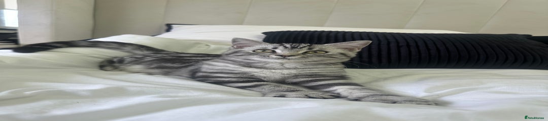 British Shorthair Kitten 1