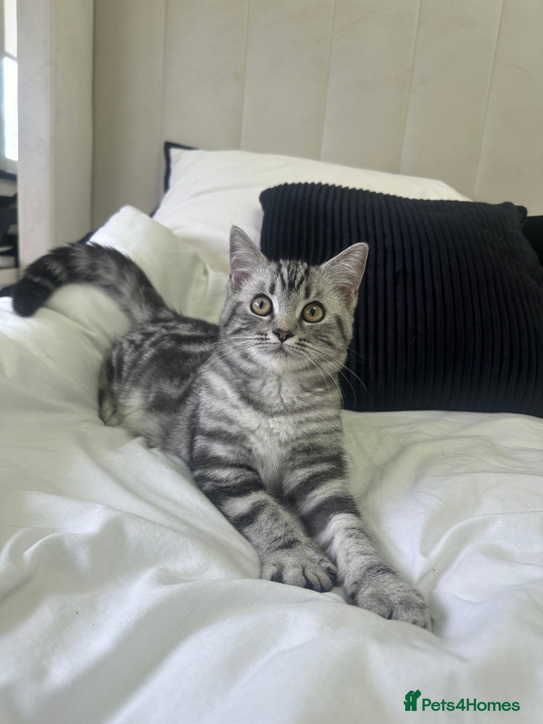 British Shorthair cats for sale: Gorgeous friendly british short hair girl - Image 6