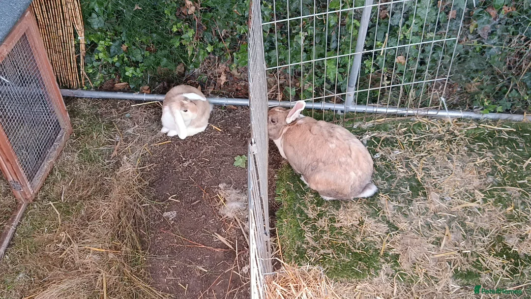 Mixed Breed rabbits for sale: Bonded rabbits - Advert 7