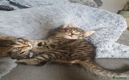 Persian cats for sale: These are 1/4 Perisan kittens  - Image 4
