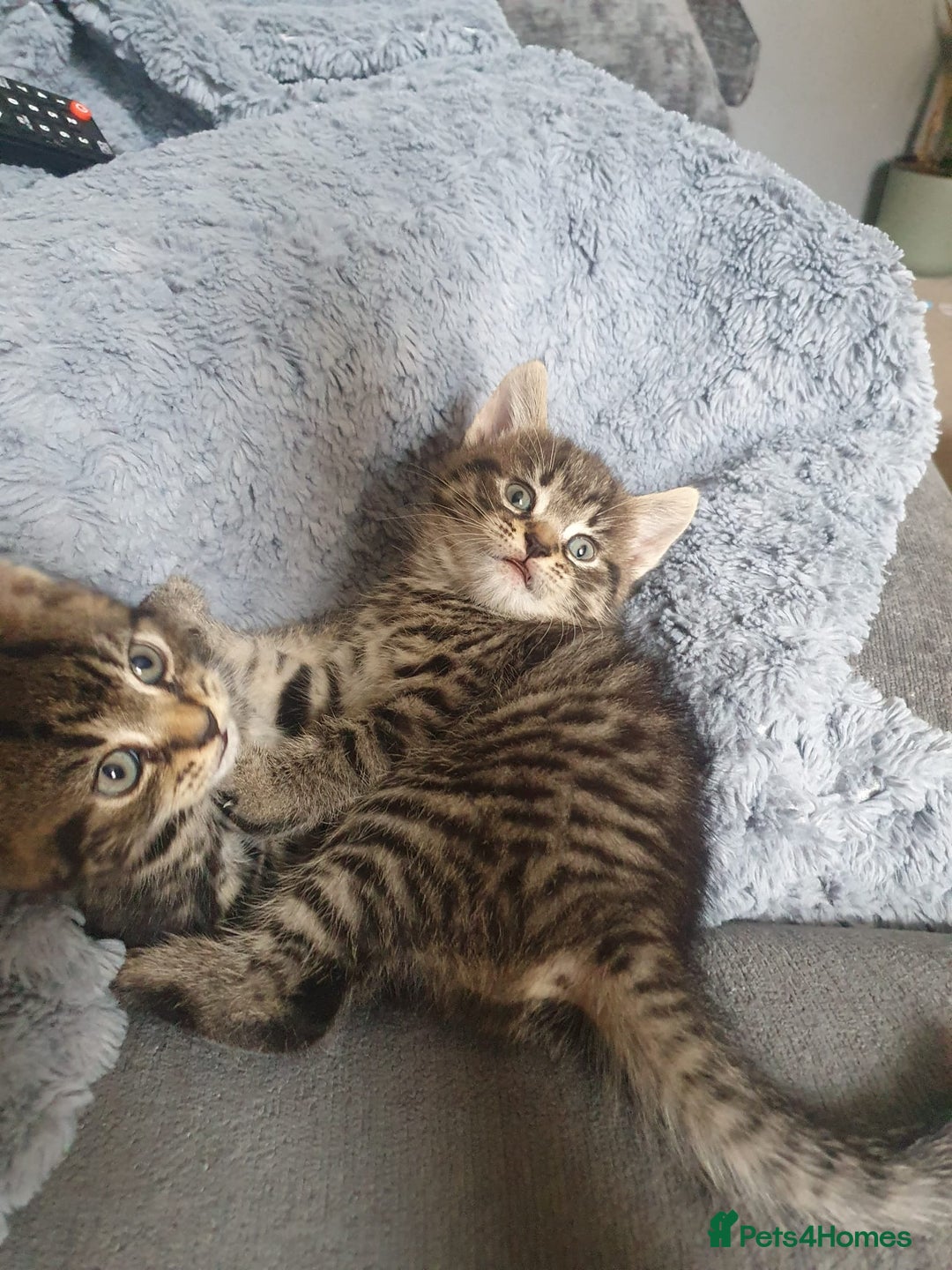 Persian cats for sale: These are 1/4 Perisan kittens  - Image 4