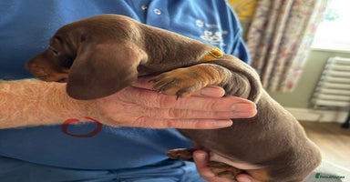 Miniature Dachshund dogs - Advert 16