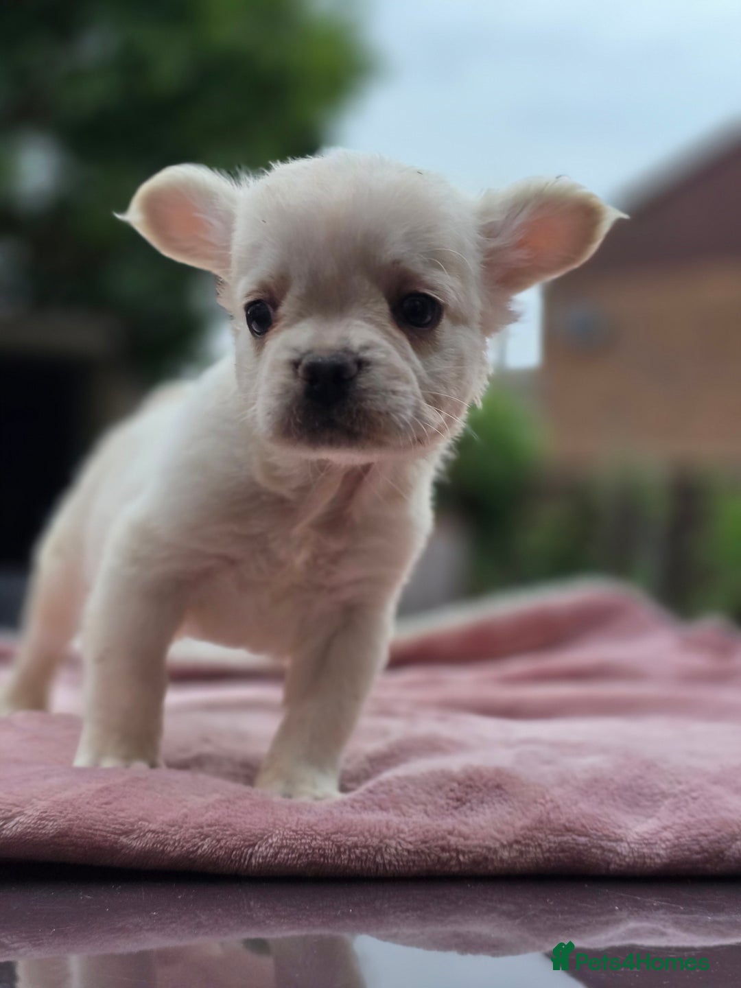 French Bulldog dogs for sale: Fluffy french bulldogs carrying Pink - Image 11
