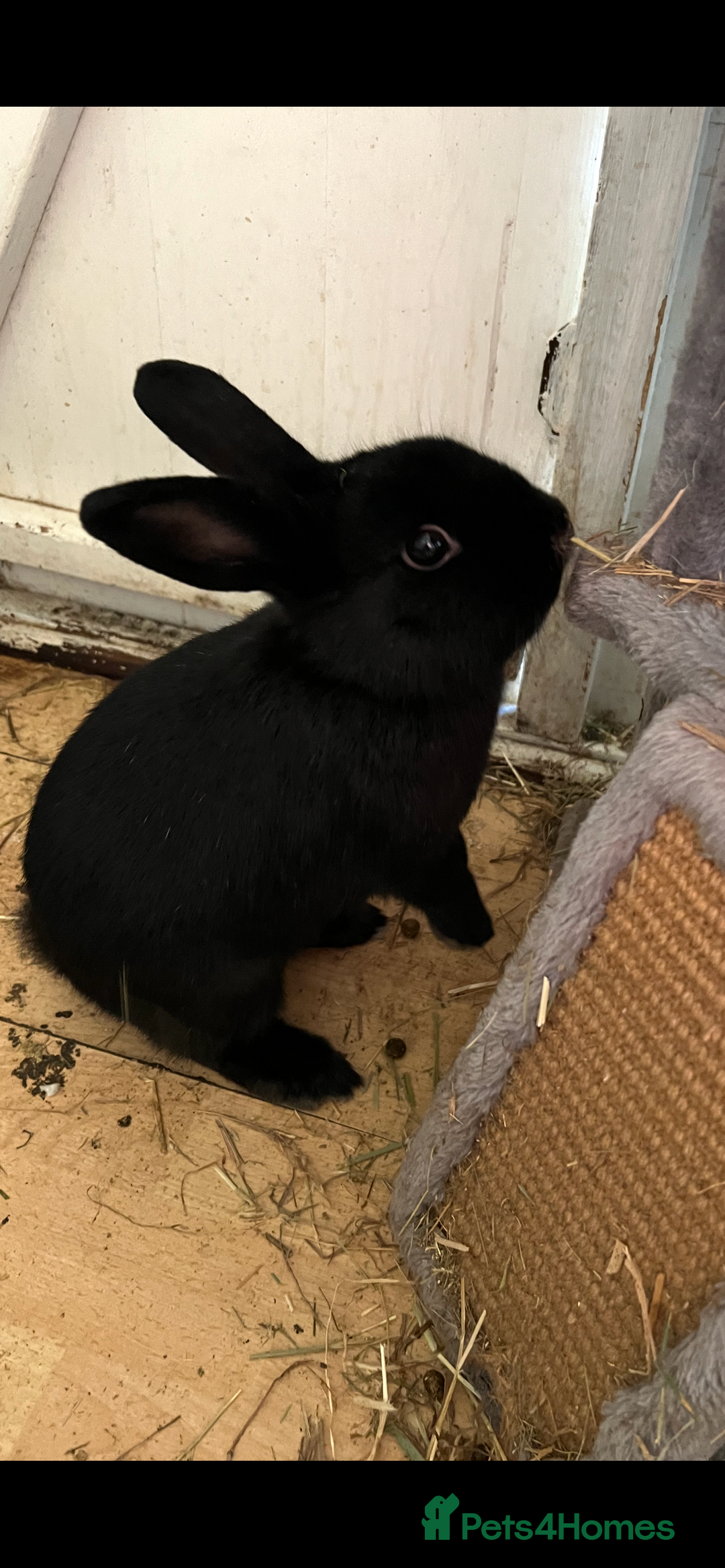 Mixed Breed rabbits for sale: Urgent rehoming. Gentle Male named bun bun  - Advert 1