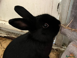Mixed Breed rabbits Urgent rehoming. Gentle Male named bun bun - Advert 1