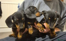 Dachshund dogs for sale: Beautiful dachshund puppies - Image 5