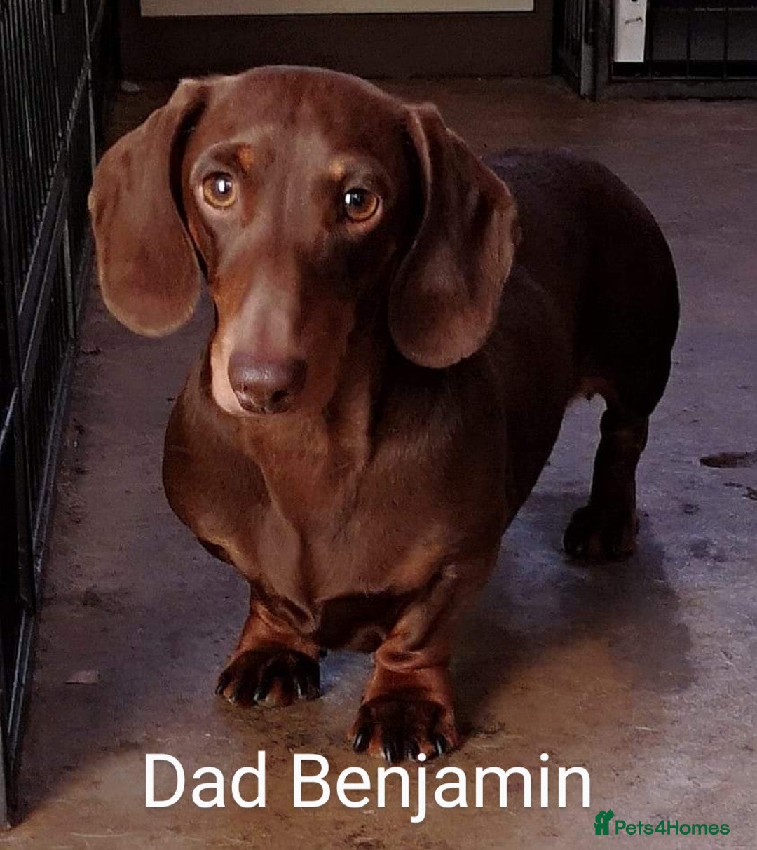 Miniature Dachshund dogs for sale: Beautiful litter of 6 true to type miniature pups. - Image 21