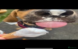 Mixed Breed dogs for sale: Lovely female young puppy beagle xbreed - Image 4