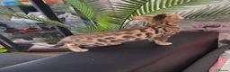 Bengal cats for sale: Tica reg. Bengal Kittens  - Advert 14