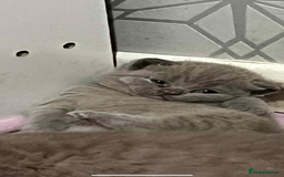 British Shorthair cats for sale: British shorthair kittens  - Image 1