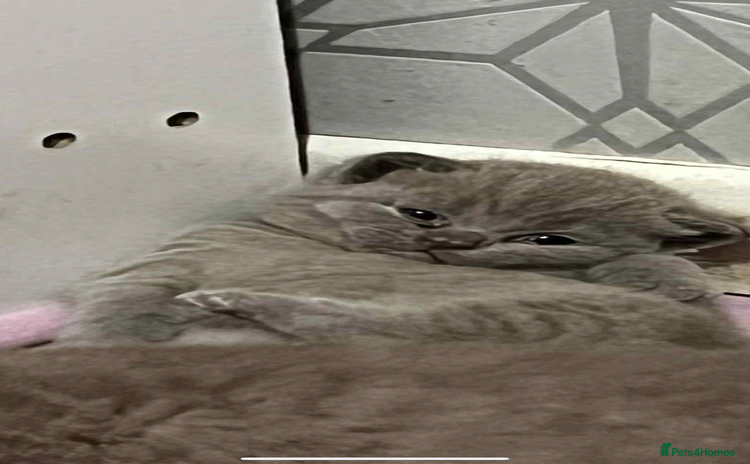 British Shorthair cats - Advert 14