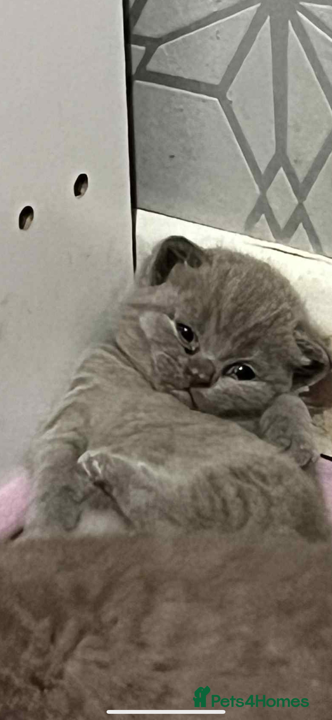 British Shorthair cats for sale: British shorthair kittens  - Image 1
