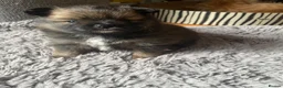 Pomchi dogs for sale: Pomeranian x pups  in Camberley - Advert 6