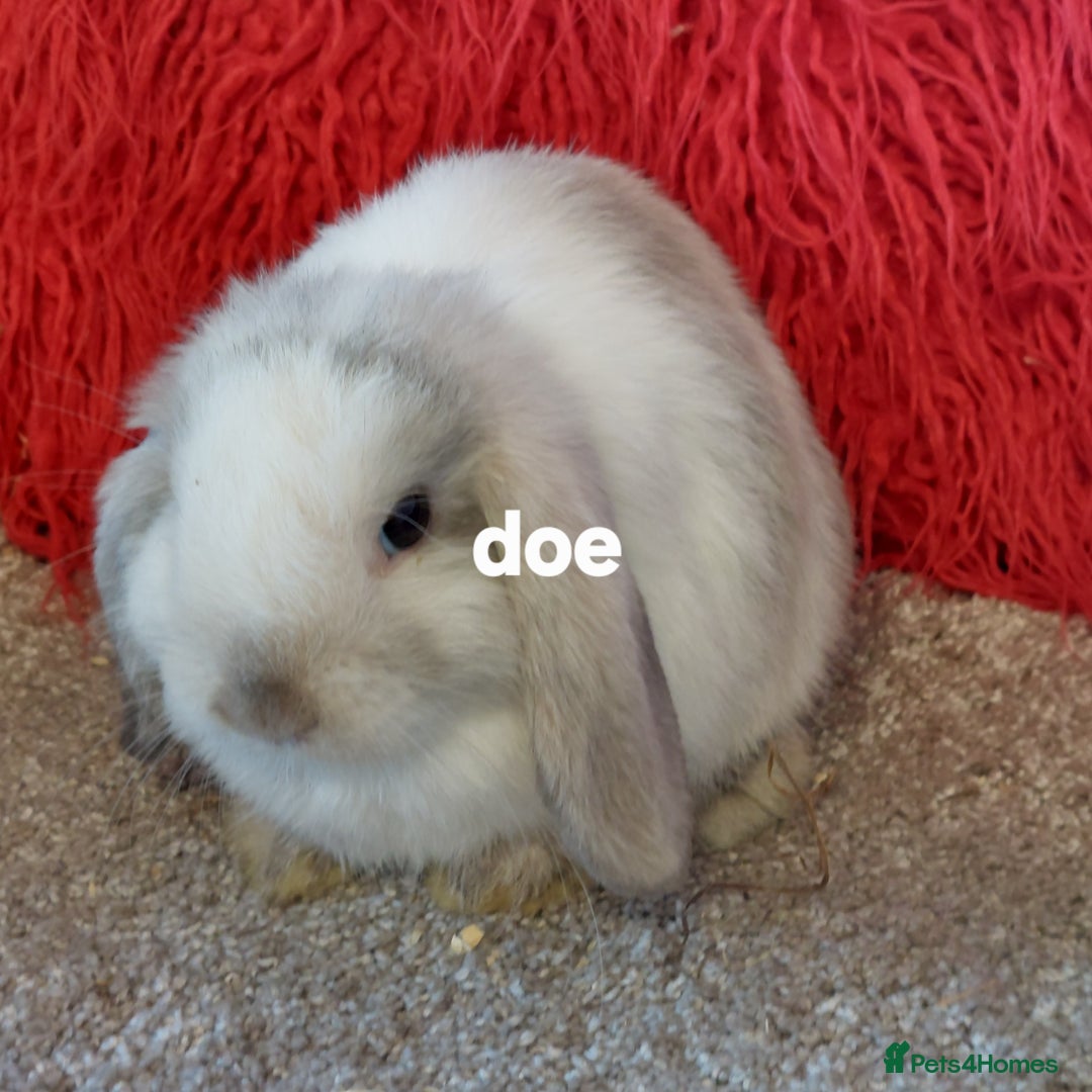 Mini Lop rabbits for sale: Minilops/mini lionlops available  - Image 14