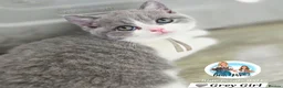British Shorthair cats for sale: 5 Beautiful British short hair kittens available  - Advert 24