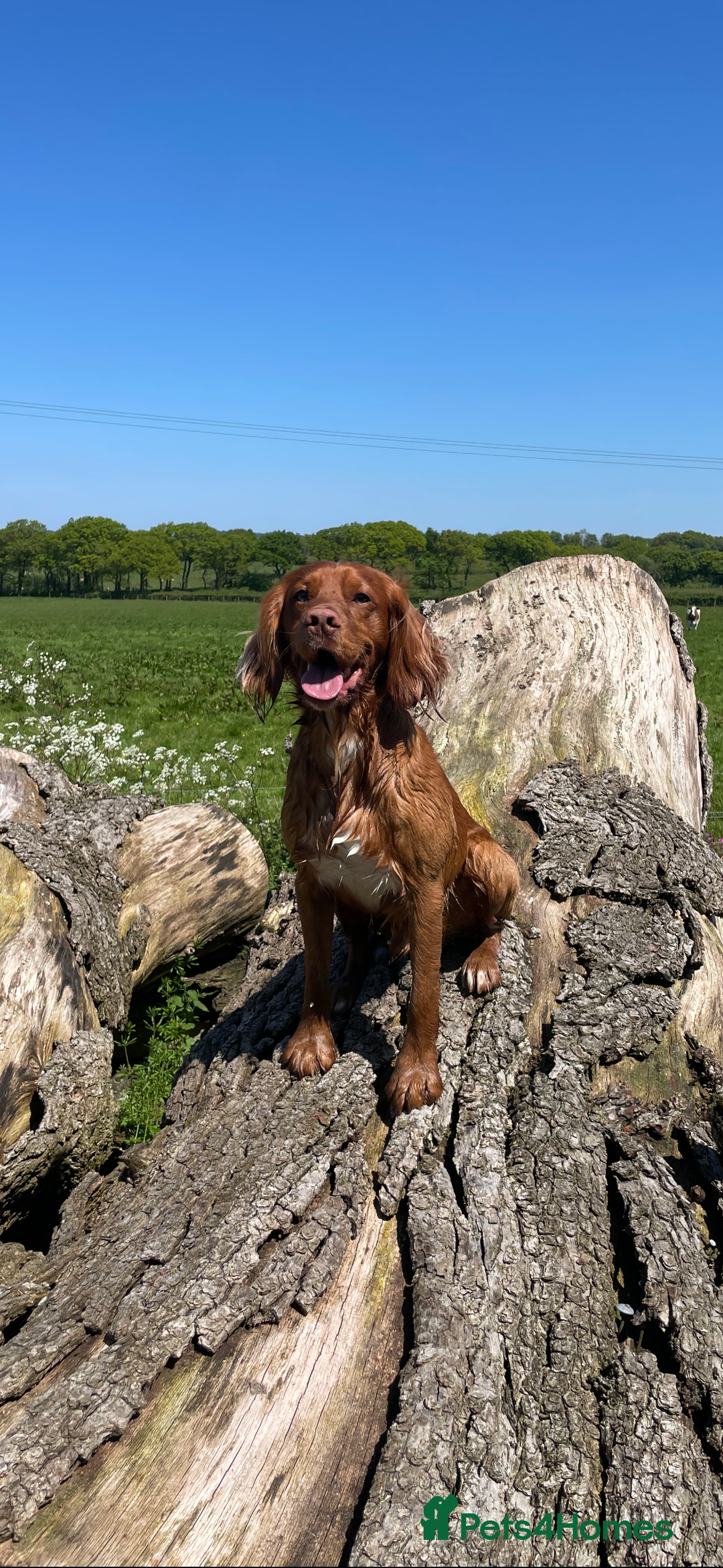 Cocker Spaniel dogs for stud: Proven Red Working Cocker Spaniel FOR STUD in Torrington - Image 8