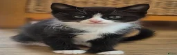 Mixed Breed cats for sale: GORGEOUS KITTENS LOOKING FOR THEIR FOREVER HOMES in Canterbury - Advert 4