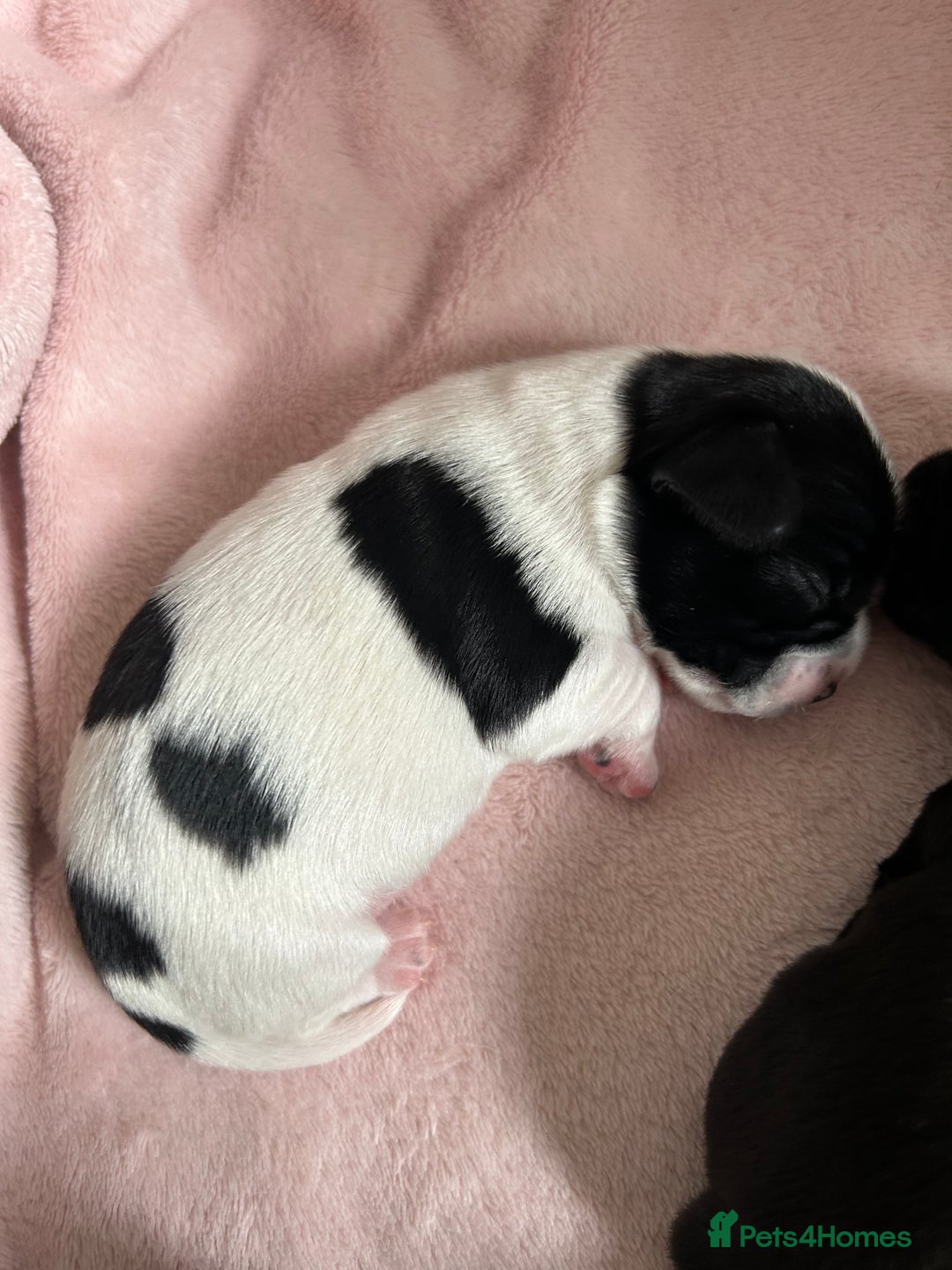 Mixed Breed dogs for sale: Chihuahua x Cocker Spaniel Puppies. 3 Boys/2 Girl - Image 5