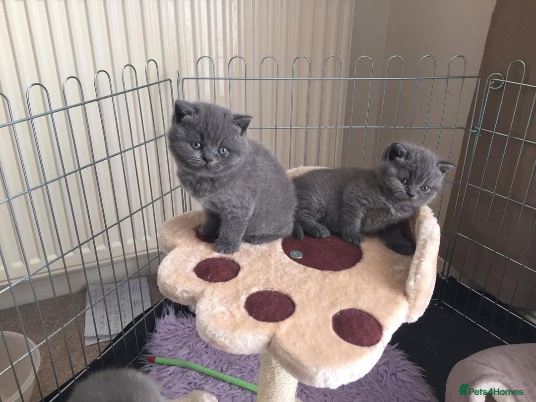 British Shorthair cats for sale: Blue British Shorthair Kittens  - Advert 7