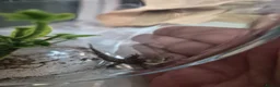 Gecko reptiles for sale: 2x mourning geckos and full setup  - Advert 3