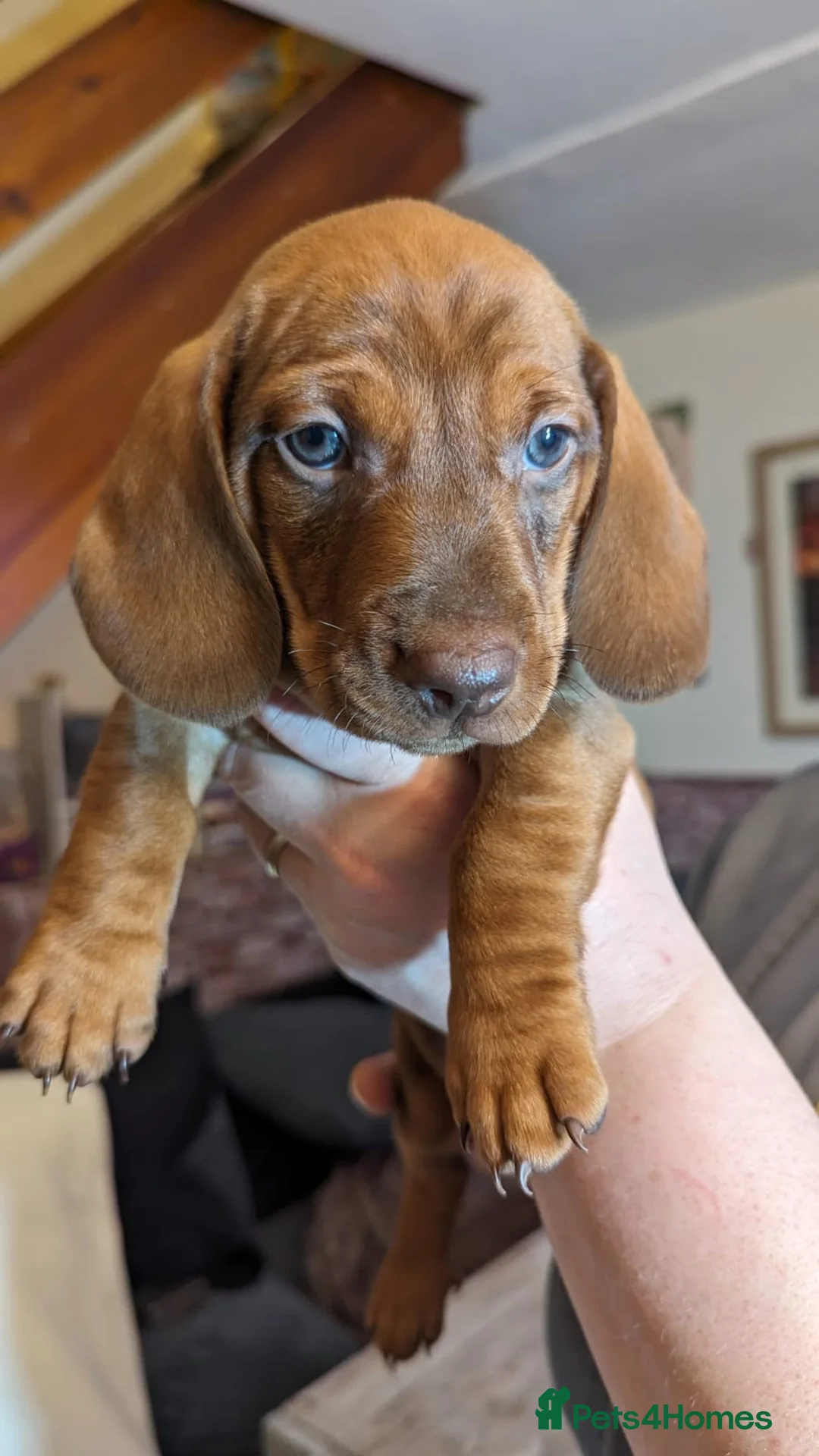 Dachshund dogs for stud: *STUD* mini in Romford - Advert 18