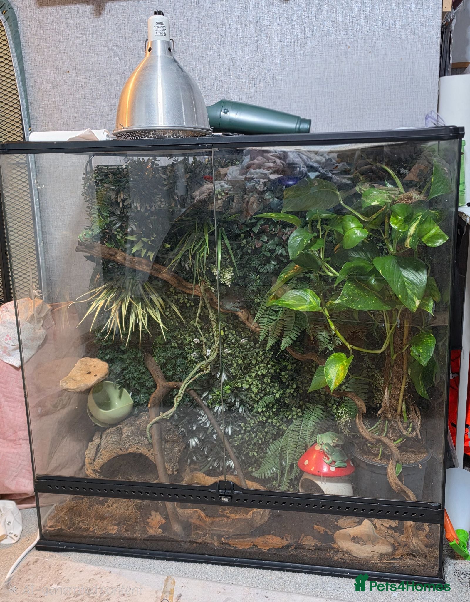 Frog reptiles Whites Tree Frogs - 4 Frogs Full Set Up - Advert 3